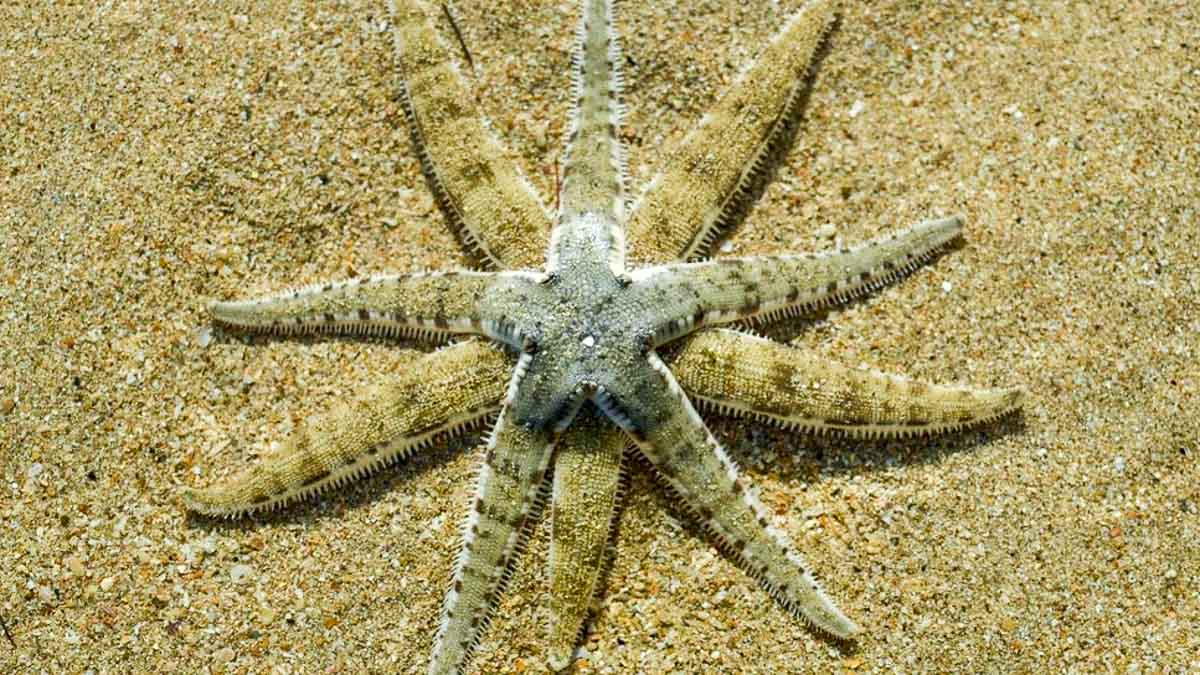 Mating Starfish