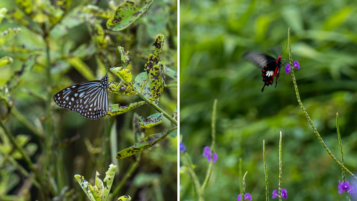 Butterflies at Butterfly Hill - Unique Outdoor Experiences in SIngapore