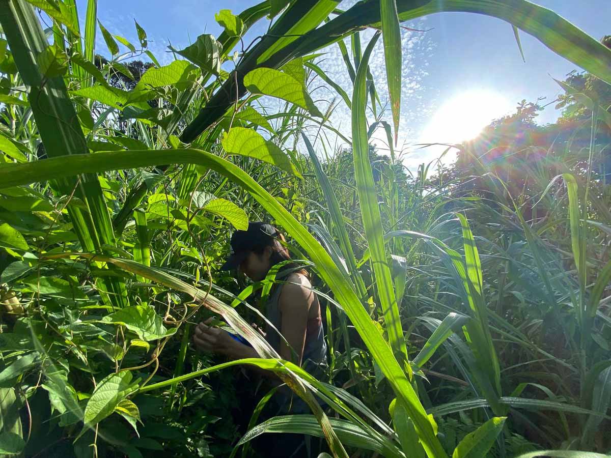 Bashing through tall plants in Clementi Forest