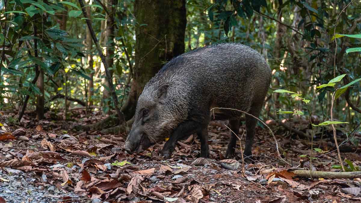 Chek Jawa Wild Boar - Pulau Ubin Camping