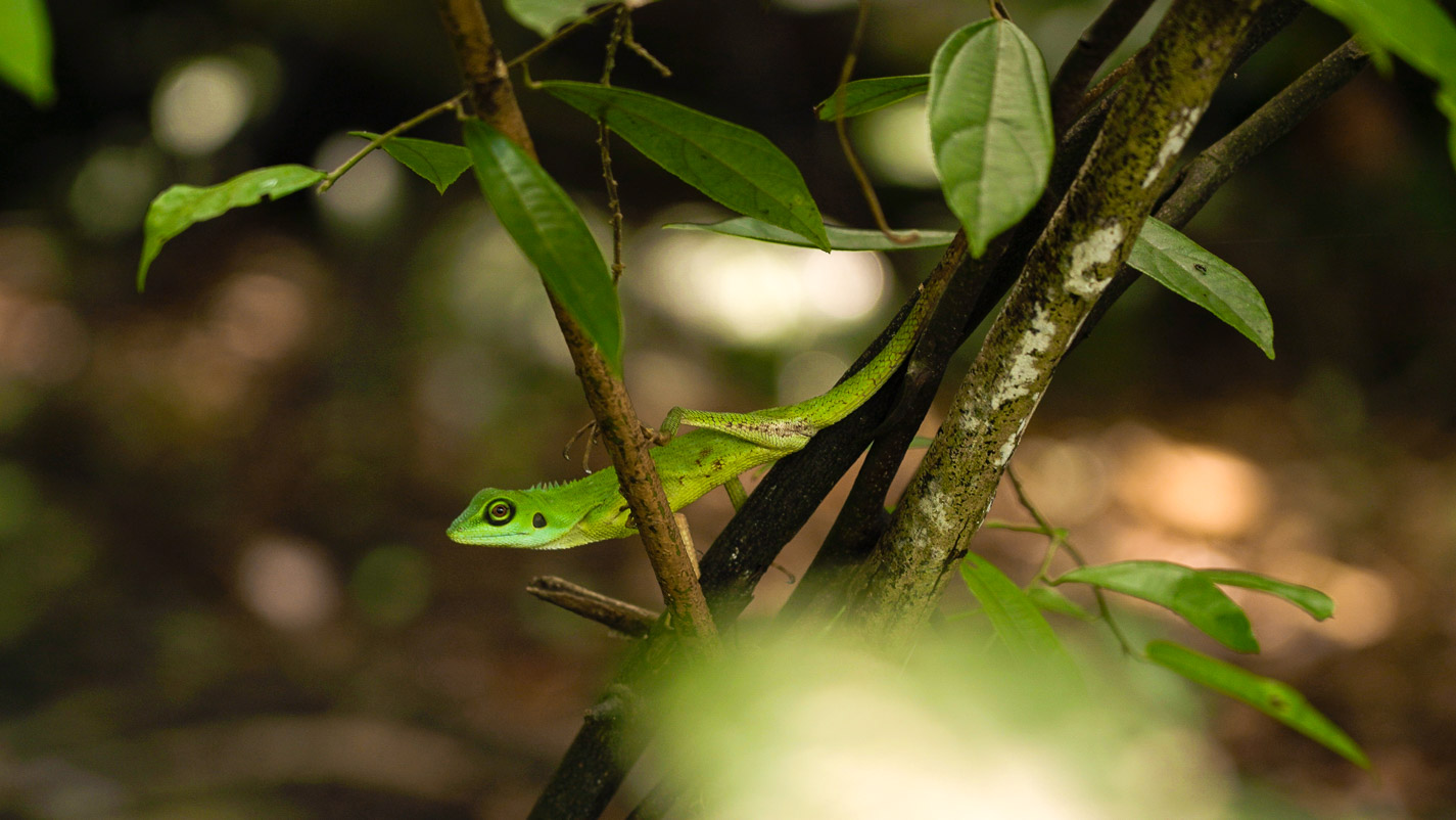 Green Crested Lizard 