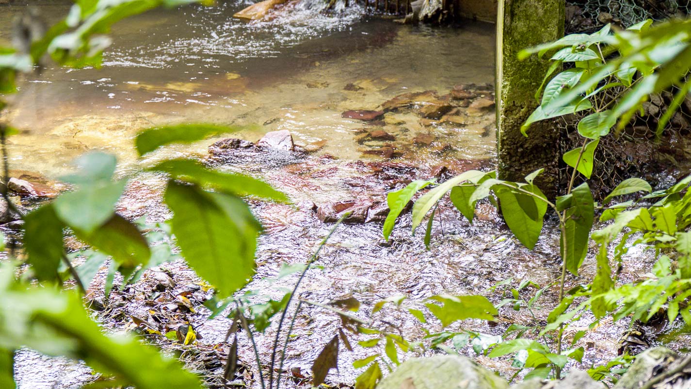 Stream of Water Northern Trail - Chestnut Nature Park