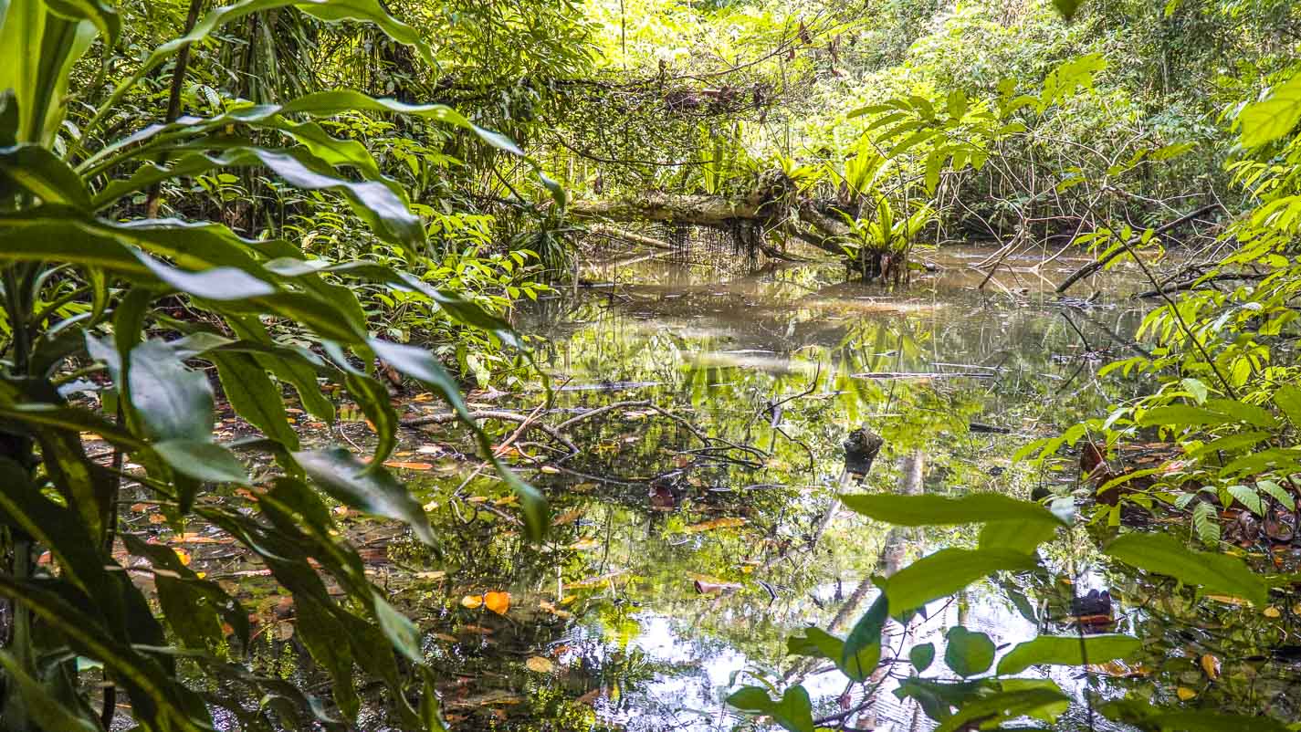 Mangrove Swamp at Southern Trail