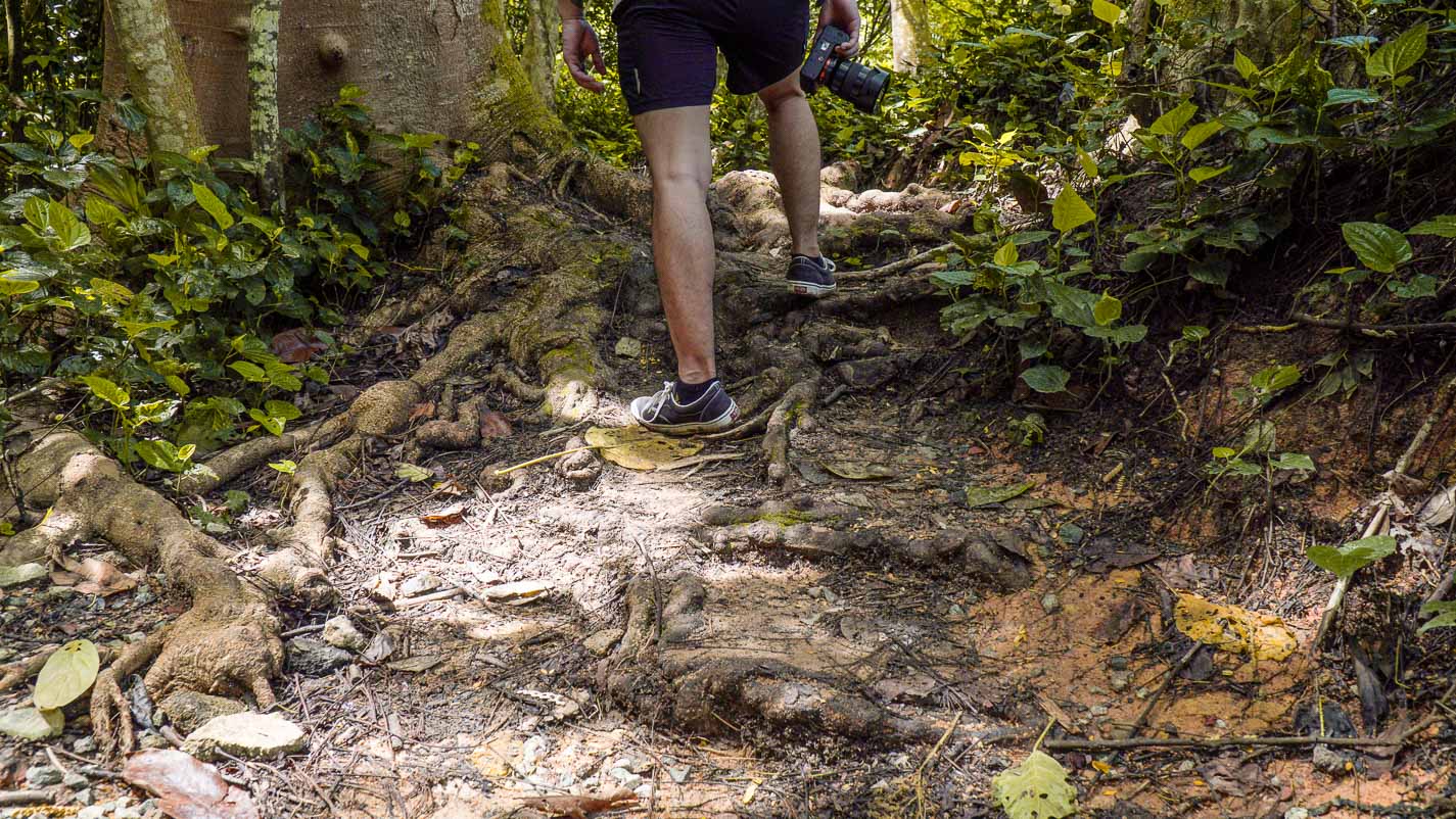 The Terrain at Southern Trail - Chestnut Nature Park