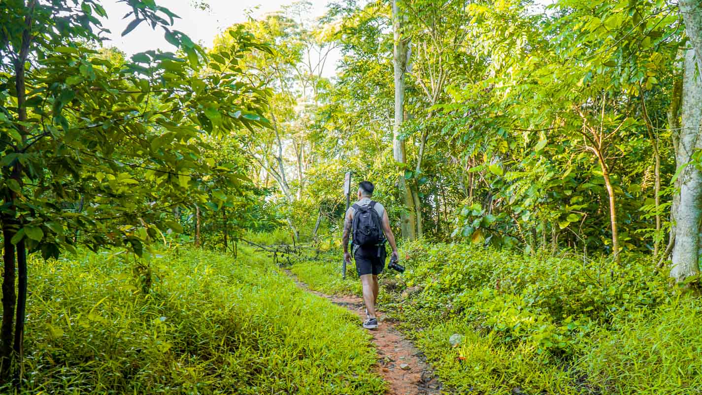 Man Hiking Trail Chestnut Nature Park - Hiking in Singapore