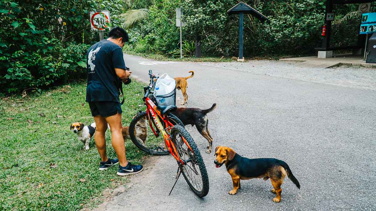 Dogs of Pulau Ubin - Pulau Ubin