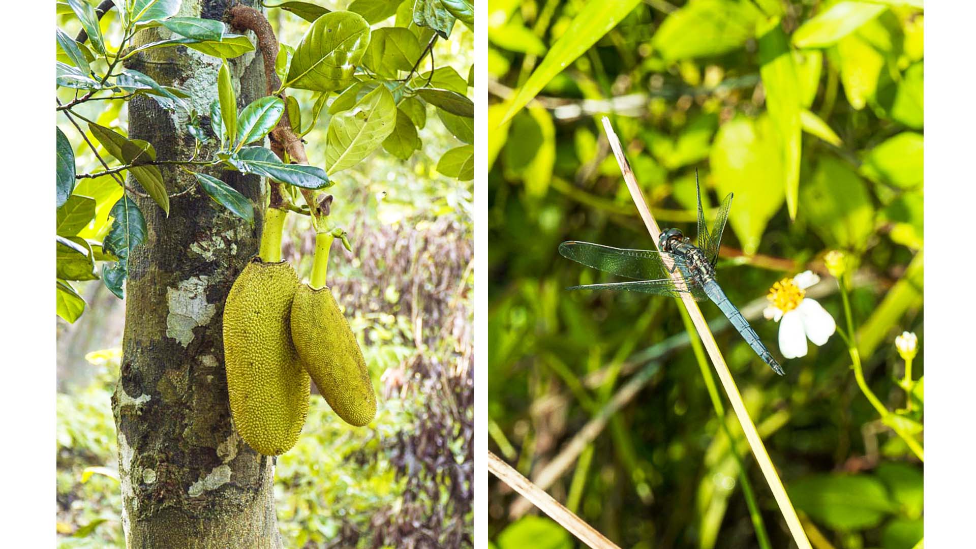 Dragonfly Jackfruit Nature Wildlife - Chestnut Nature Park