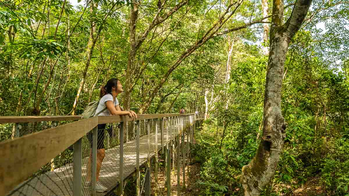 Drongo Trail Boardwalk Windsor Nature Park - Hiking in Singapore