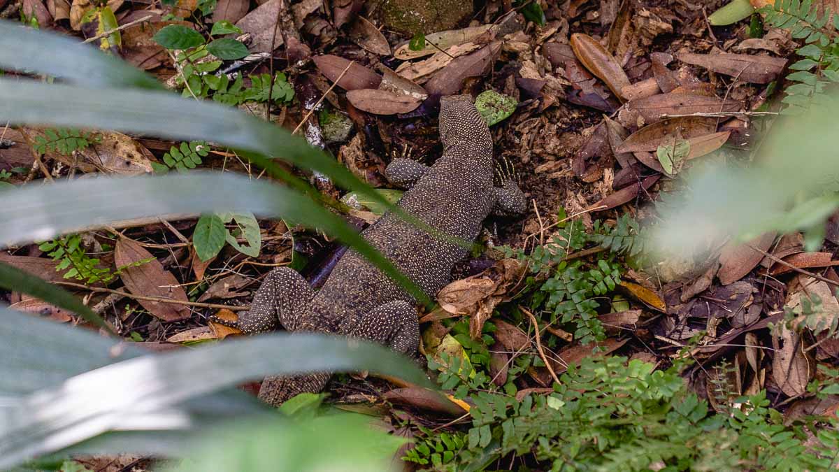 Drongo Trail Monitor Lizard - Nature Spots in Singapore