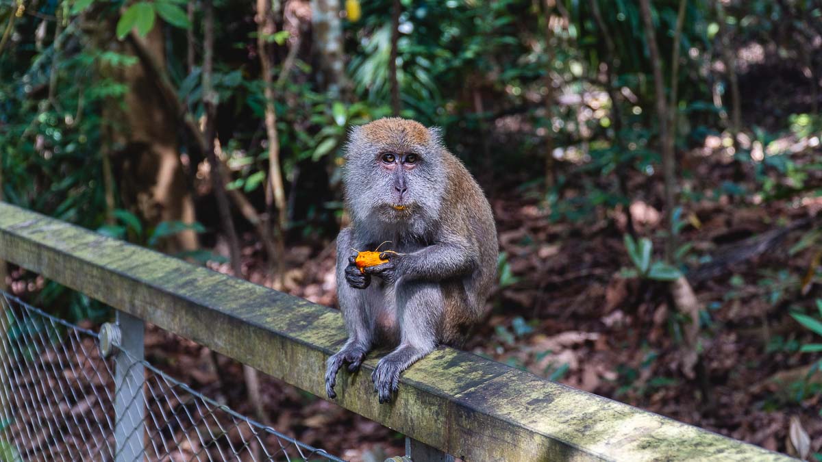 Drongo Trail Monkey Eating Fruit - Nature Spots in Singapore