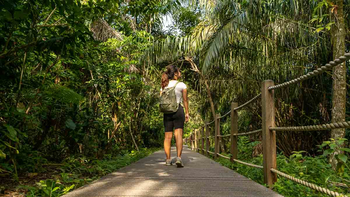 Freshwater Stream Beside Boardwalk - Hiking in Singapore