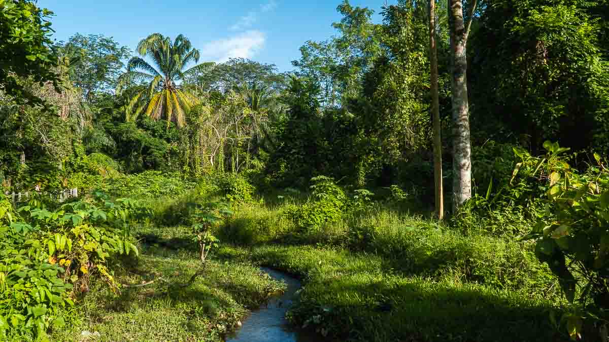 Freshwater Stream - Hiking in Singapore