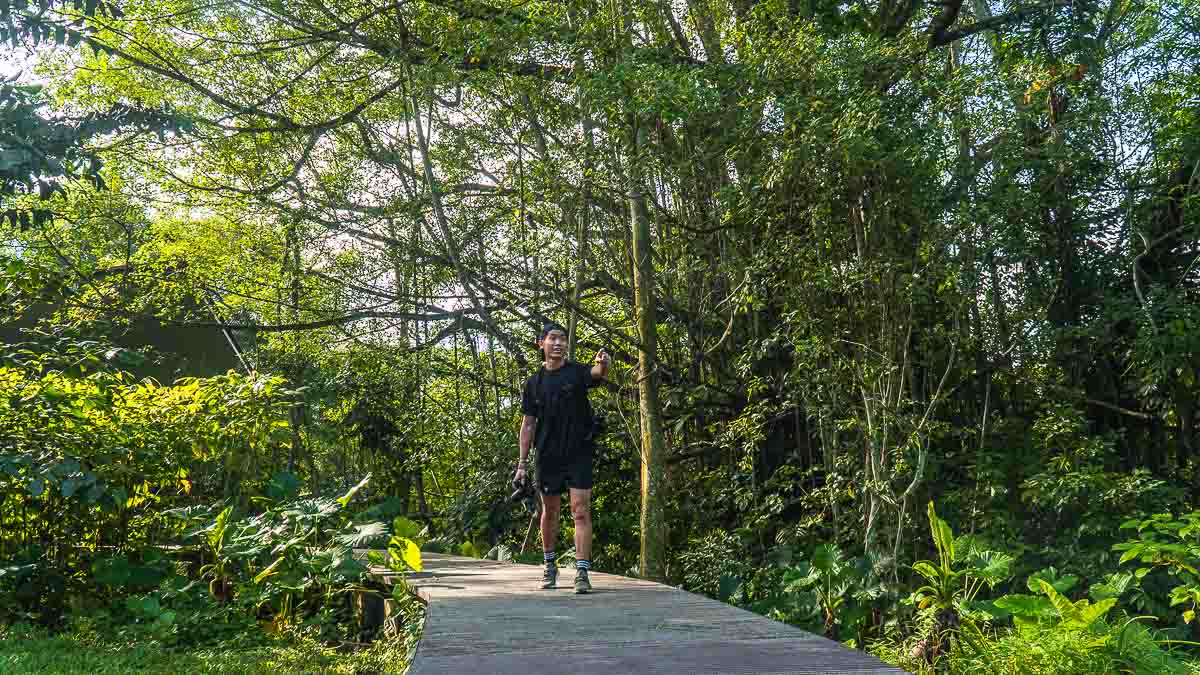 Hanguana Trail Boardwalk - Hiking in Singapore
