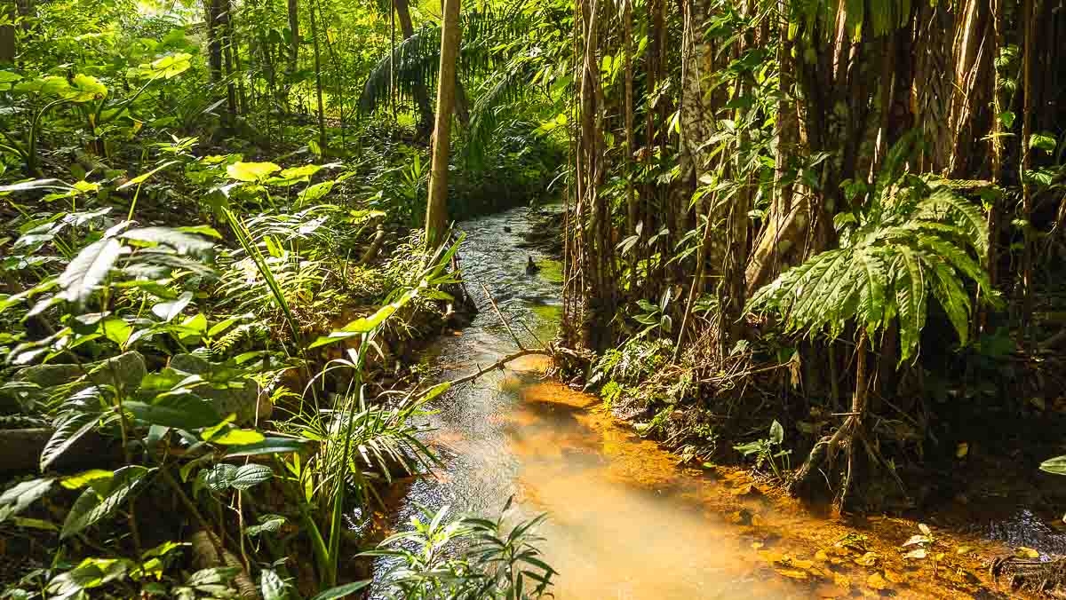 Hanguana Trail Freshwater Stream - Windsor Nature Park