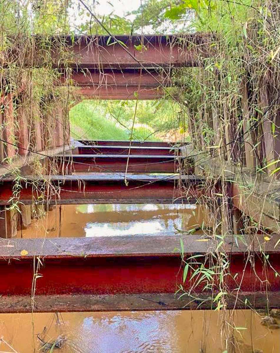 Red Beams in Clementi Forest Just off Green Corridor in Singapore