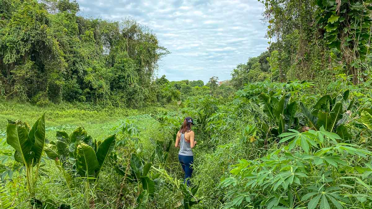 Hiking Clementi Forest in Singapore - Hiking Trails in Singapore