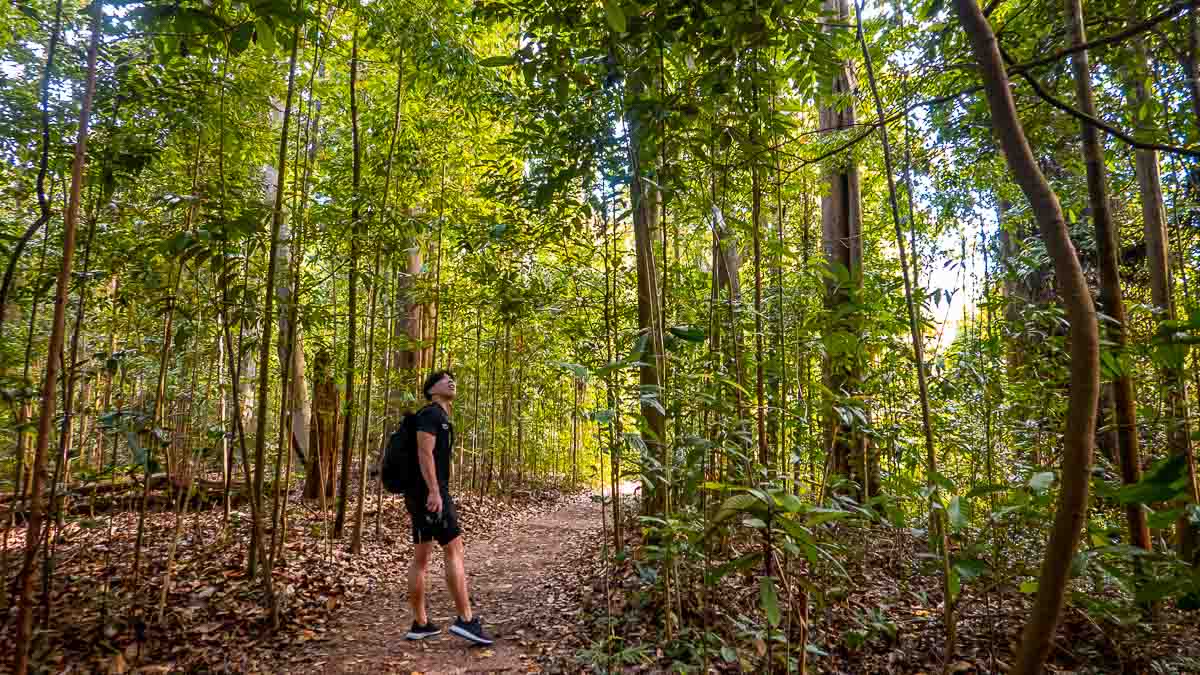 Hiking Dairy Farm Nature Park Loop forest - Dairy Farm Nature Park