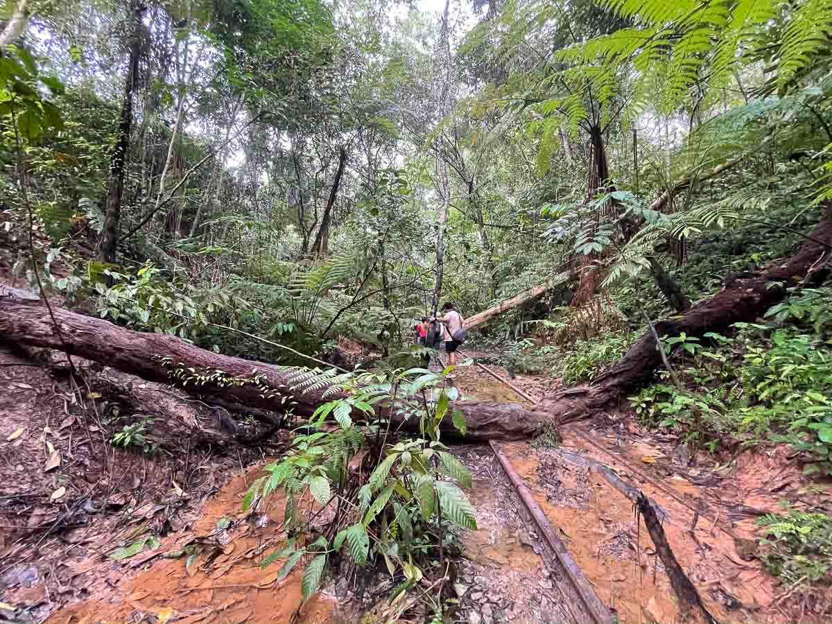 Hiking through abandoned railways tracks in Clementi Forest