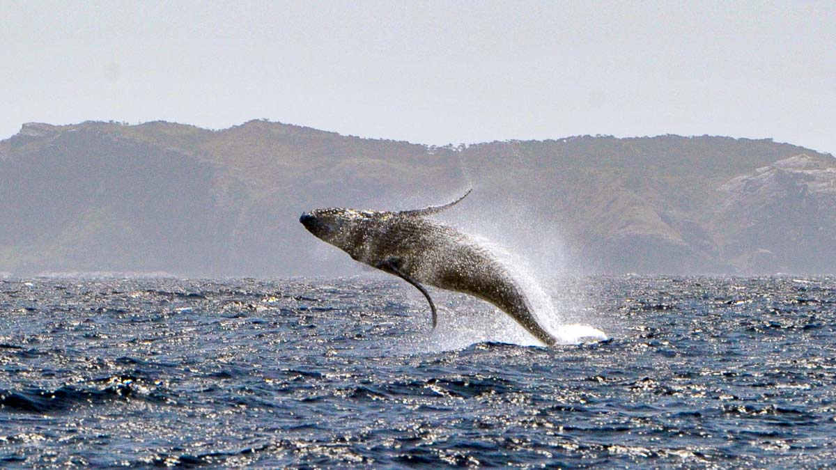 Kerama Islands Humpback Whale Migration - Japan National Park
