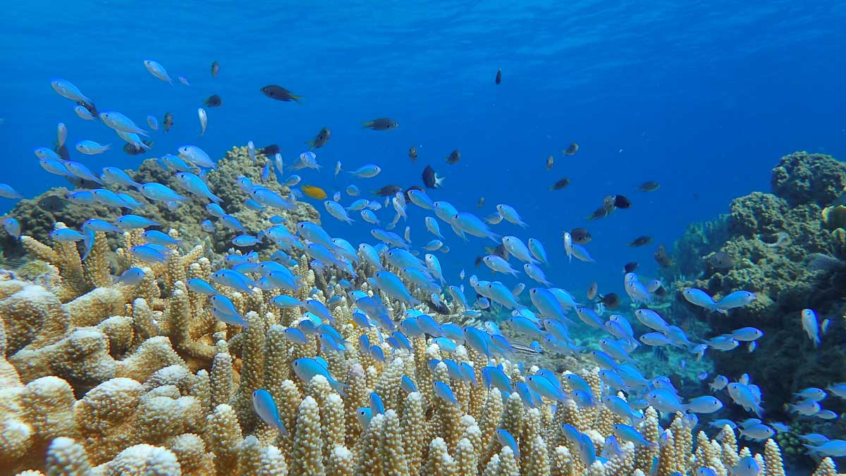 Kerama Islands Okinawa Snorkelling - Japan National Park