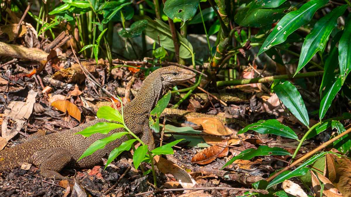 Monitor lizard seen at Dairy Farm nature park - Dairy Farm Nature Park