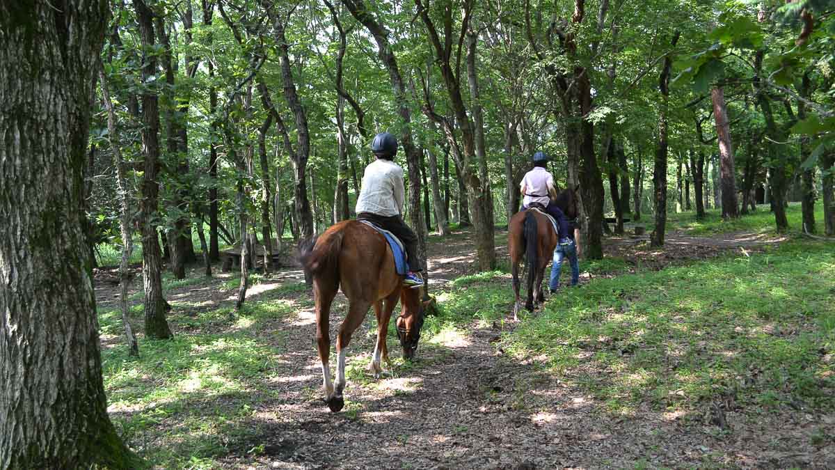 Mt Kurino Kirishima Art Ranch Horse Riding Practice - Unique Things to do in Japan