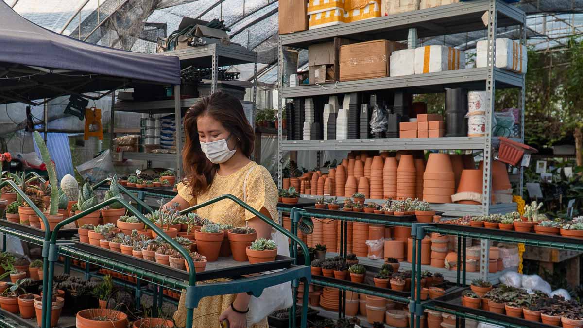 Punggol Seed@Social Innovation Park Plant Shopping - Things to do in Singapore