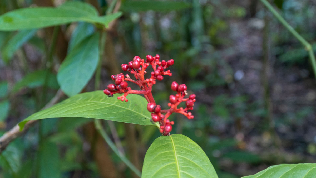 Red Hanguana Plant - Windsor Nature Park