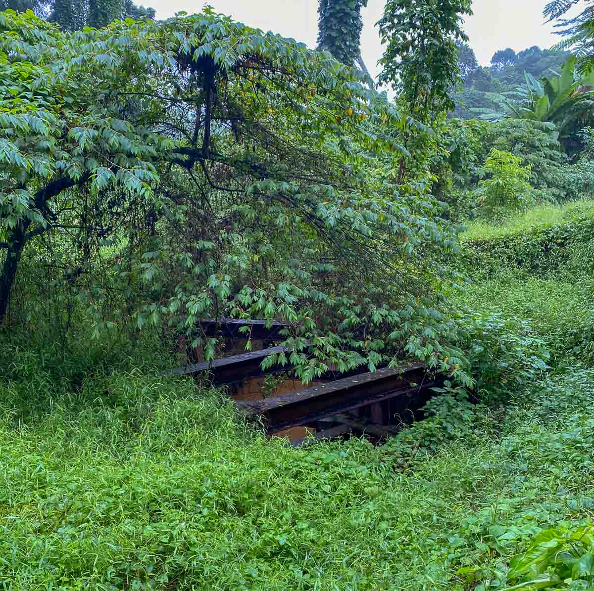 Red beams off Green Corridor - Singapore Clementi Forest