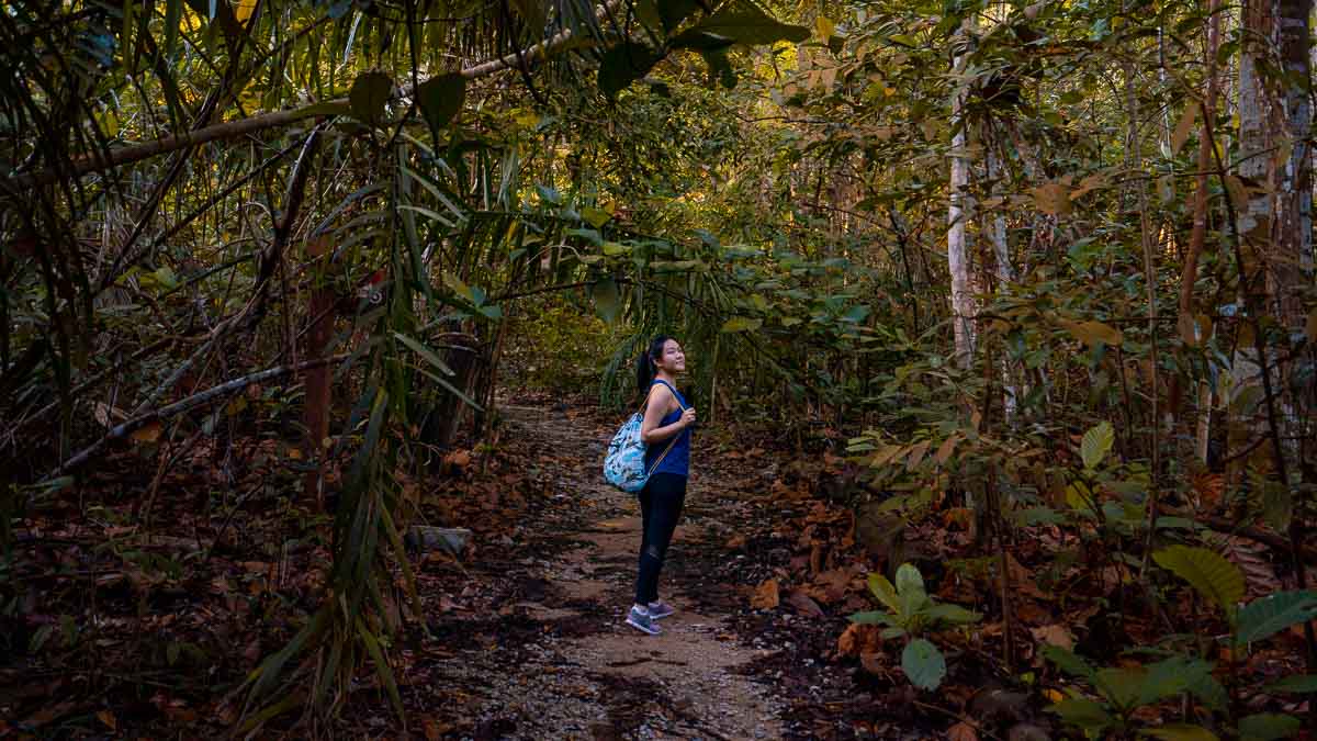 Singapore forest trail hike - Dairy Farm Nature Park