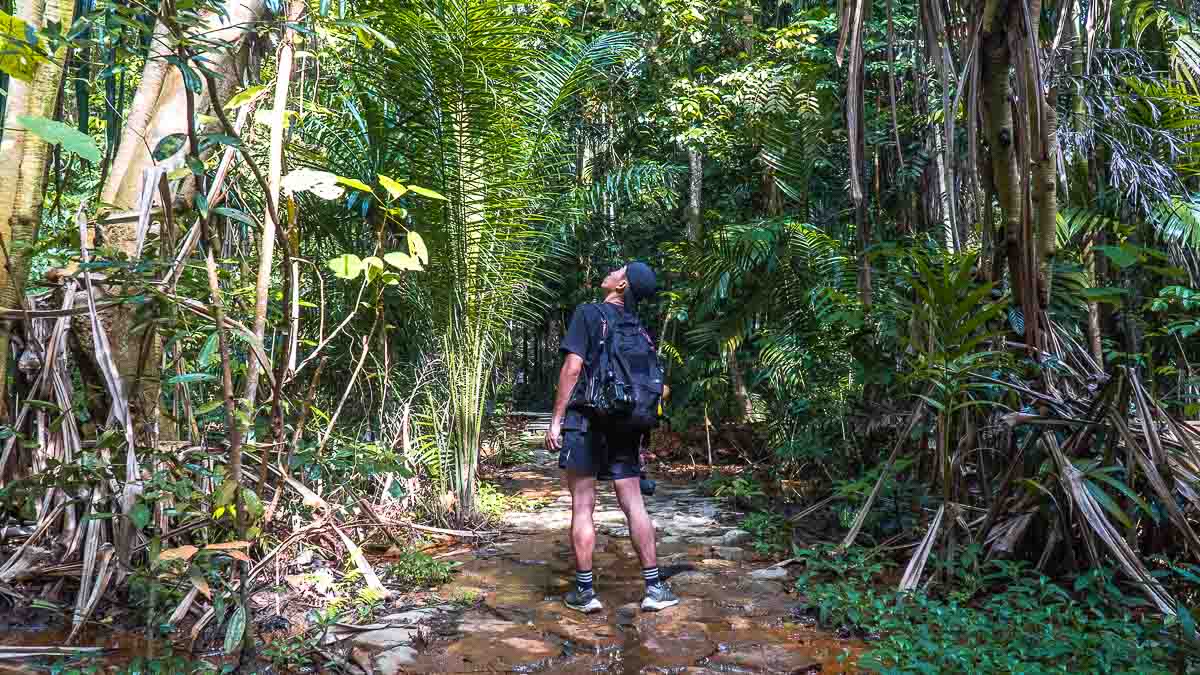 Squirrel Trail Cobblestone Pathways - Hiking in Singapore