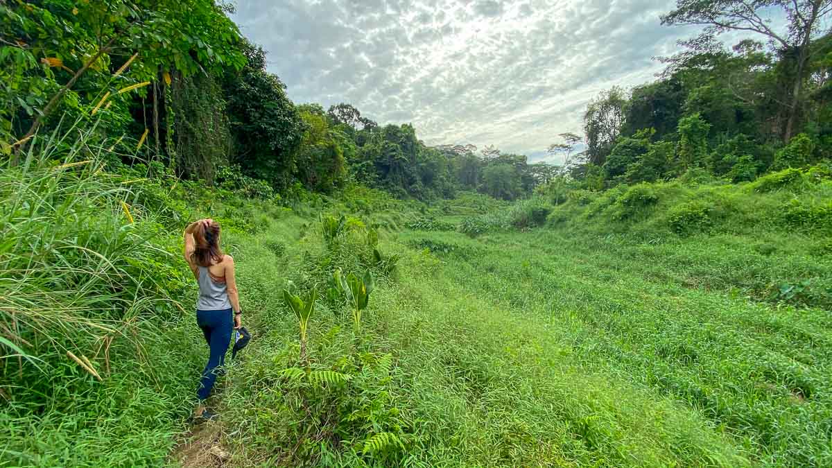 Hiking Clementi Forest A Secret Route Off The Green Corridor The Travel Intern