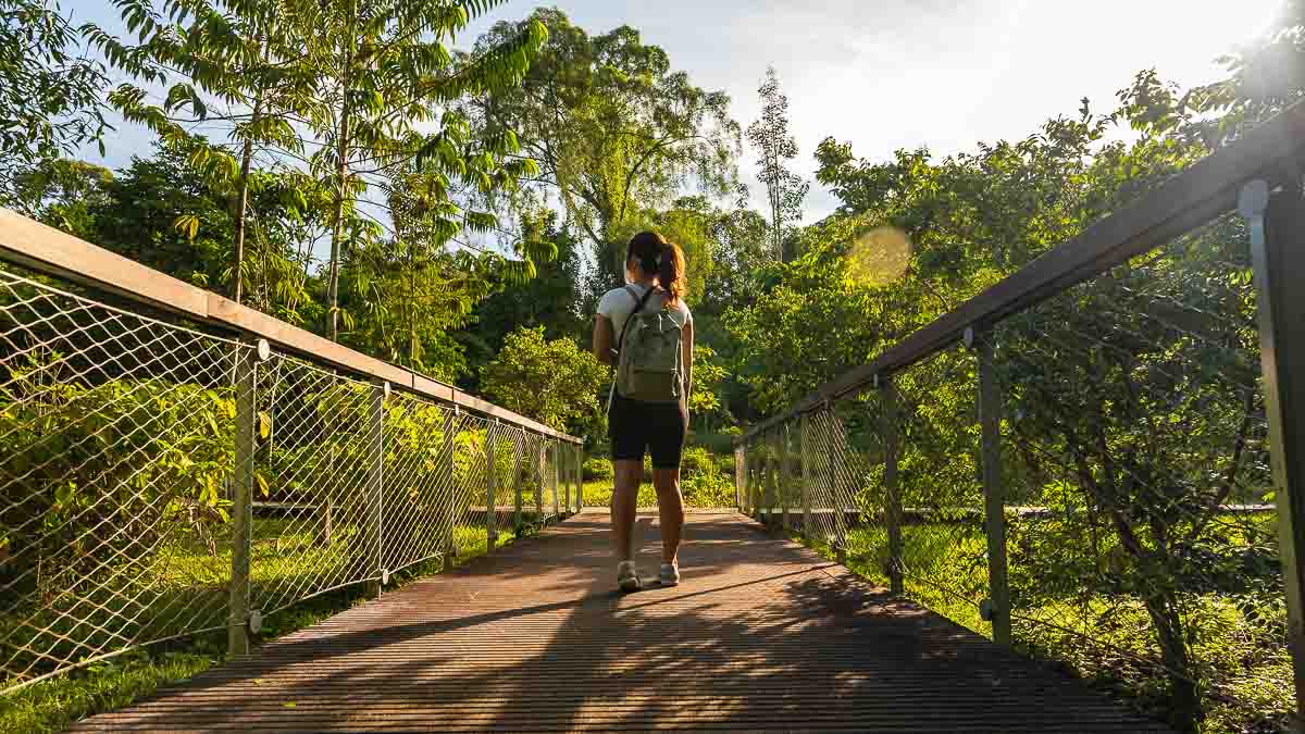 Start of Hanguana Trail - Hiking in Singapore