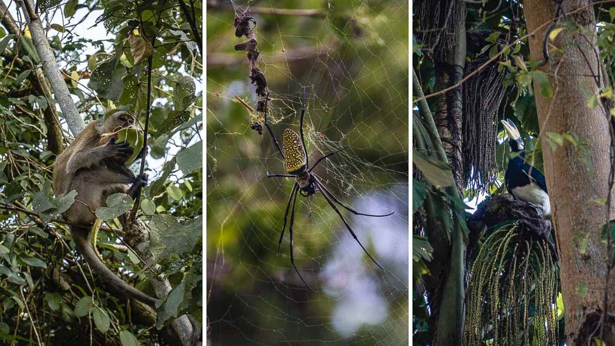 Wildlife at Pulau Ubin Butterfly Hill - Pulau Ubin Camping