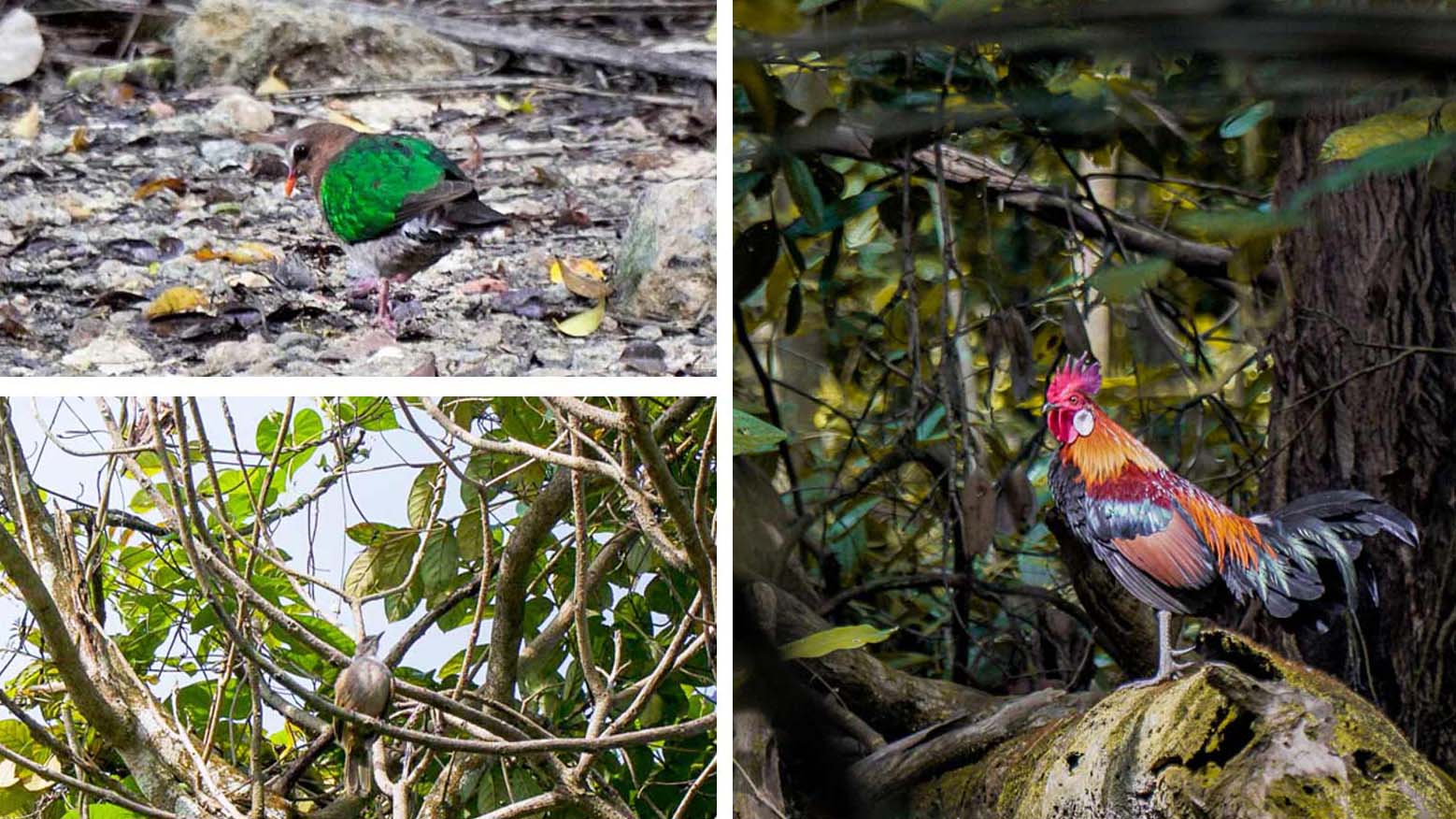 Wildlife Birds Spotted - Chestnut Nature Park