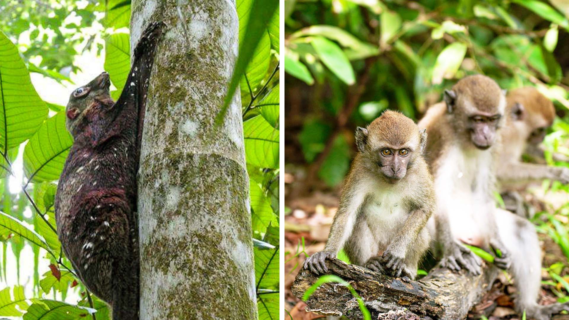 Flying Lemur and Monkey - Chestnut Nature Park