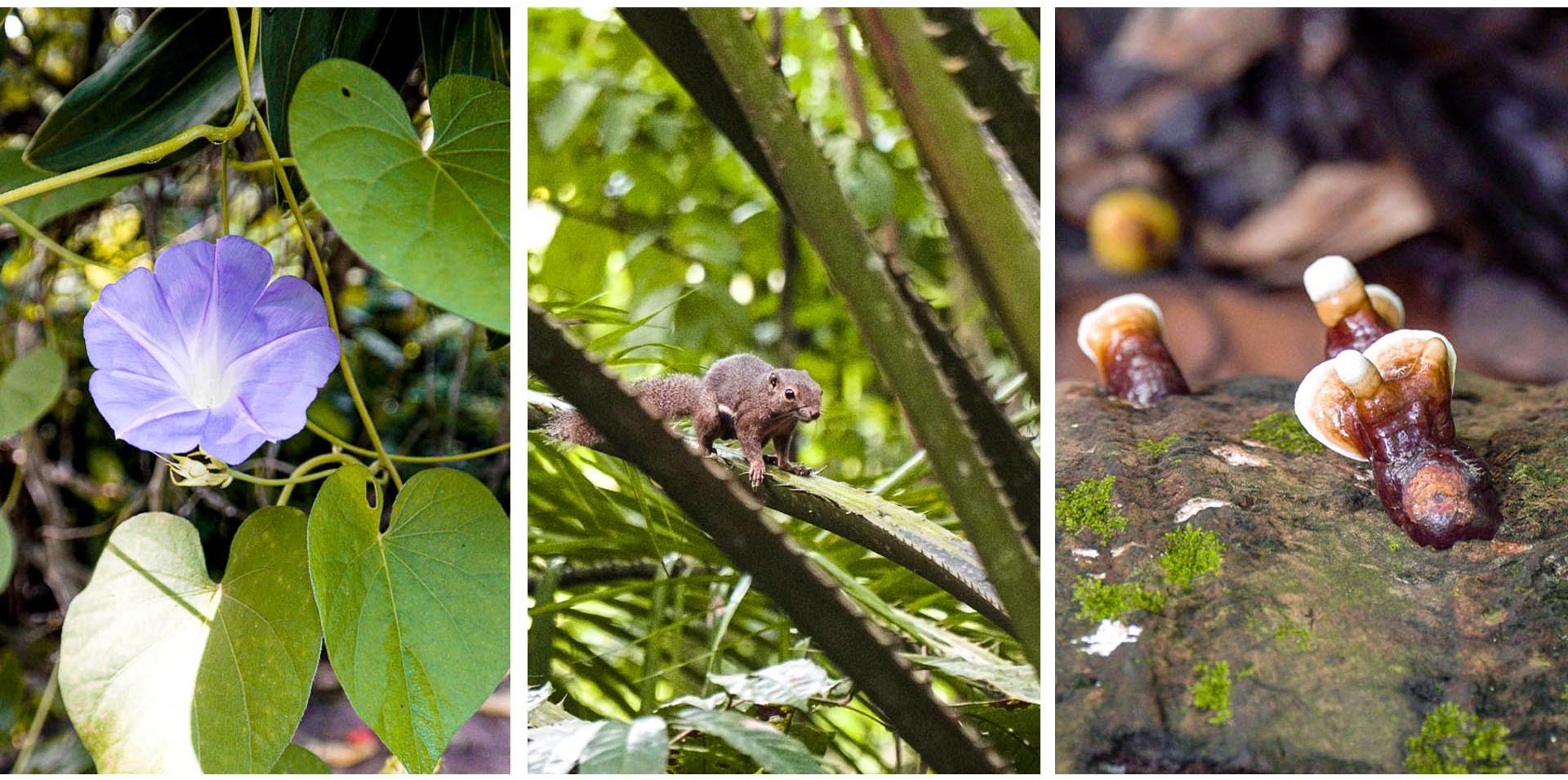 Flower Squirrel Mushroom Wildlife - Chestnut Nature Park