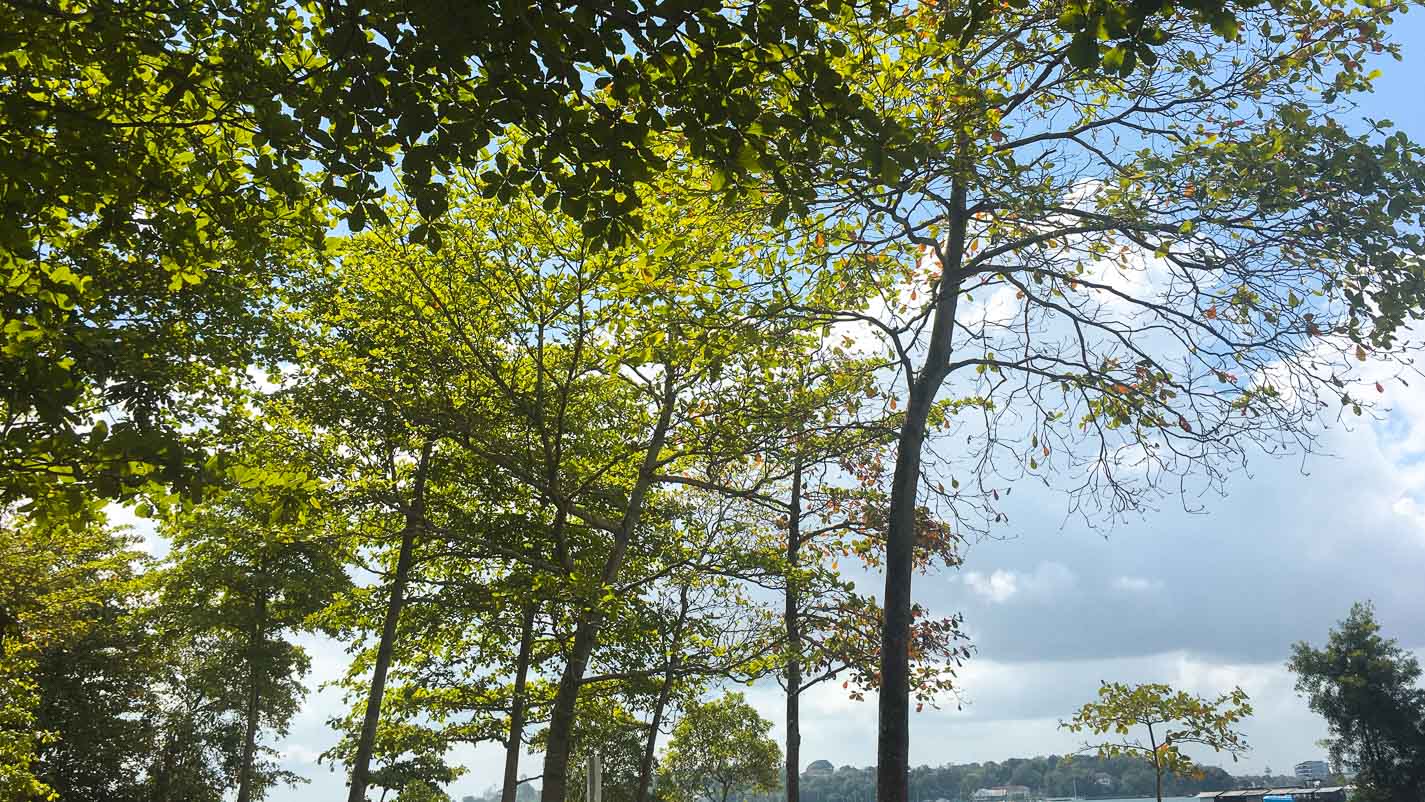 Trees and Nature - Pulau Ubin