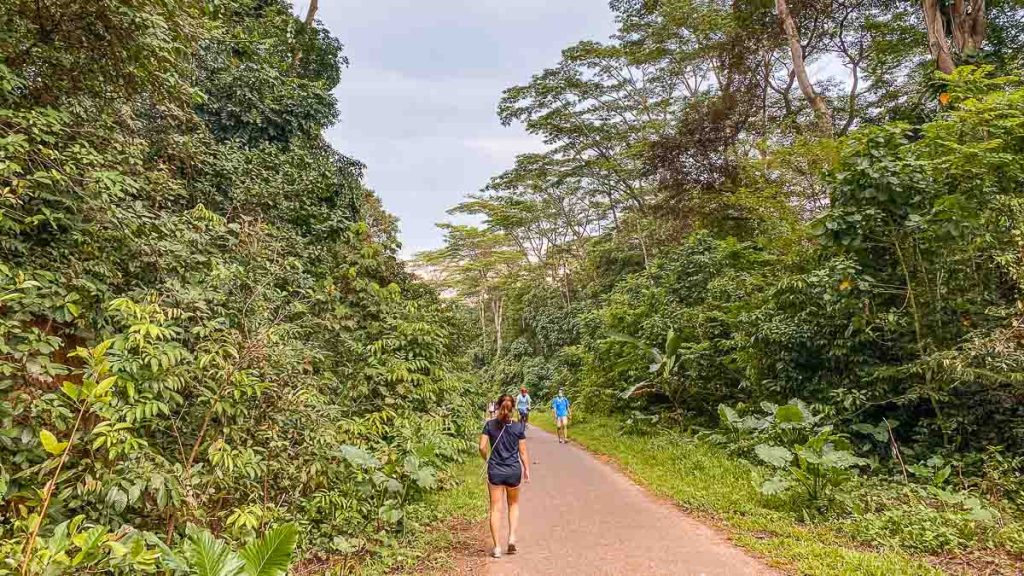 Rail Corridor Holland Road - Hiking Trails in Singapore