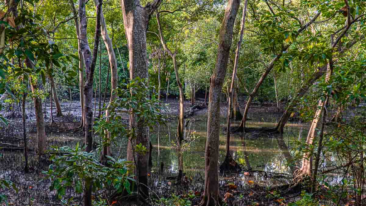 Sungei Buloh Wetland Reserve Wetlands - Hiking Trails in Singapore