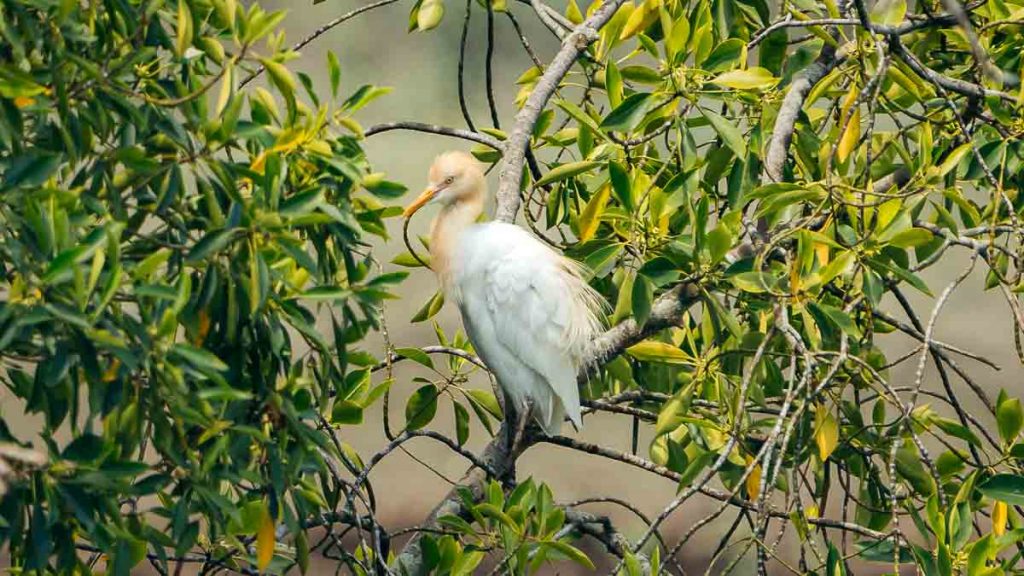 Bird Wildlife - Sungei Buloh Wetland Reserve