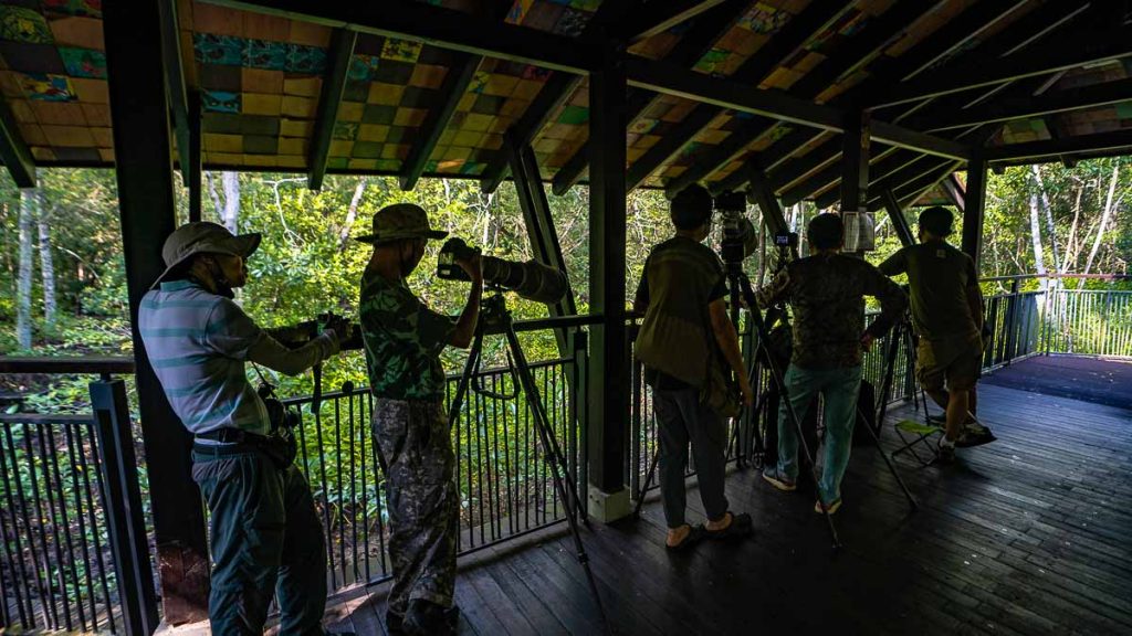 Birding at Migratory Bird Trail Mangrove Boardwalk - Sungei Buloh Nature Reserve Guide