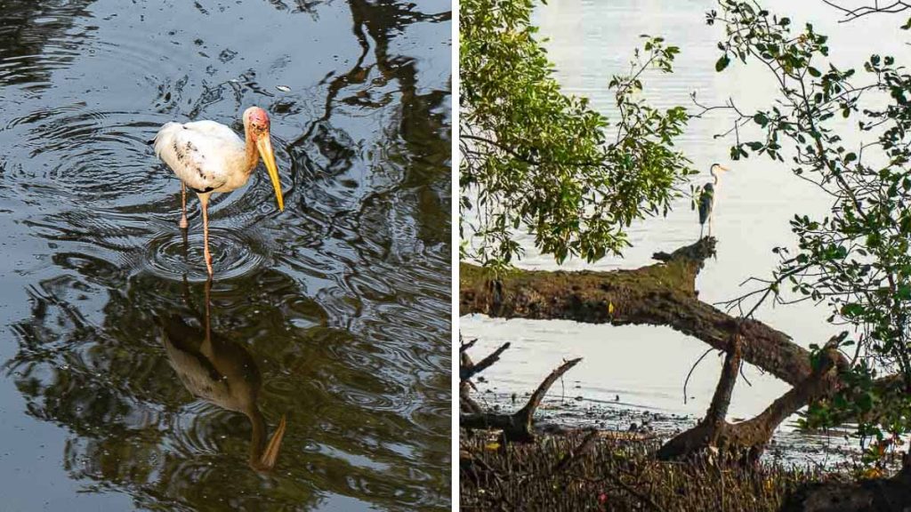 Coastal Trail Bird Species - Sungei Buloh Wetland Reserve Guide