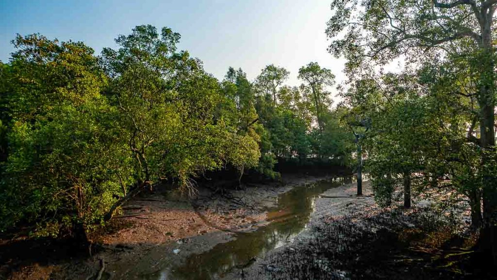 Coastal Trail Near Kingfisher Pod Mangrove at Low Tide - Sungei Buloh Wetland Reserve Guide