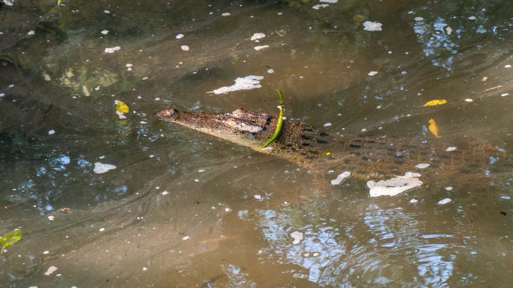 Estuarine Crocodile at Migratory Bird Trail - Sungei Buloh Nature Reserve Guide