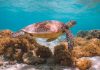 Best of Great Barrier Reef Queensland Australia