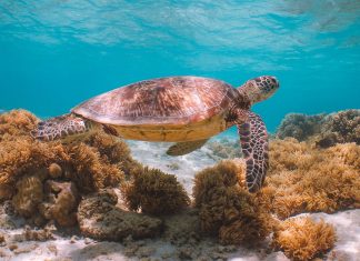 7 Epic Ways to Experience the Best of the Great Barrier Reef & Why You Should Visit Best of Great Barrier Reef Queensland Australia