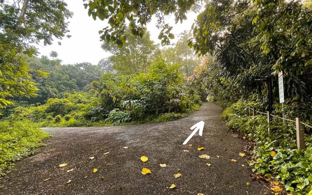 First T-Junction at Thomson Nature Park - Singapore Hiking Guide
