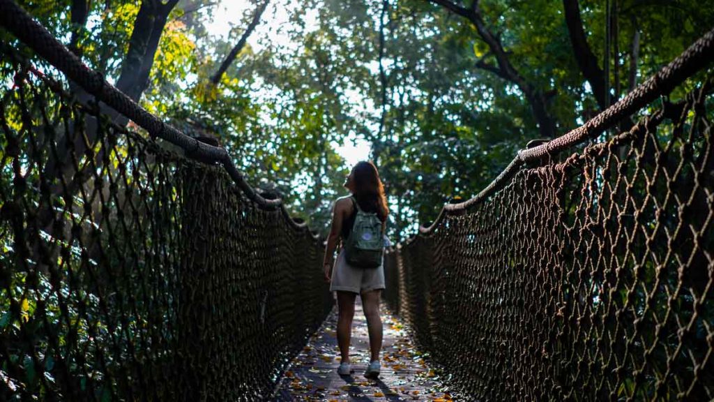Forest Trail Canopy Walk - Best Hikes in Singapore