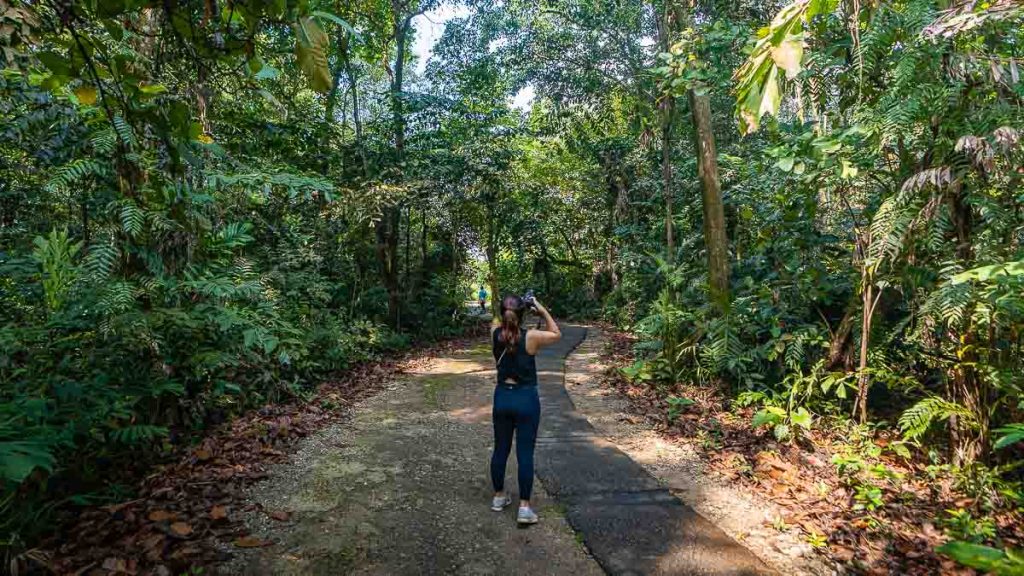 Forest Trail Path Singapore Nature Parks - Best Hikes in Singapore